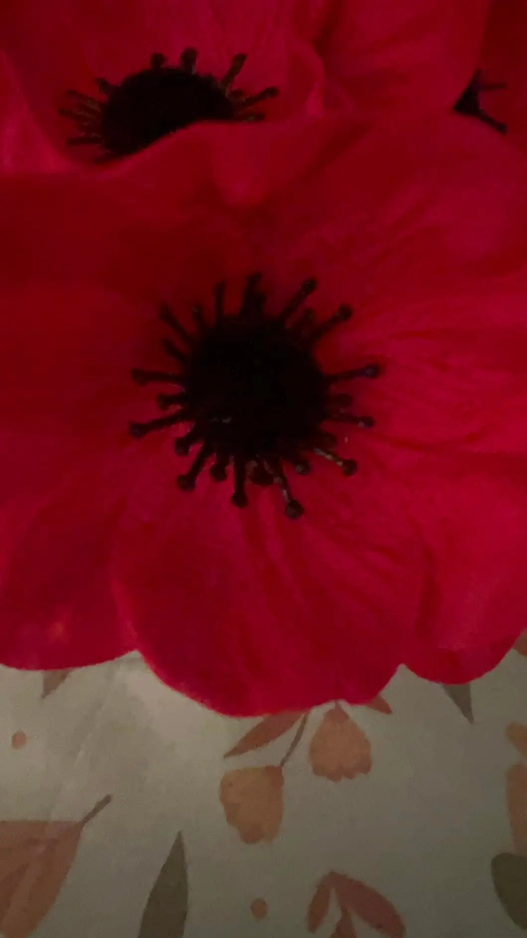 Close-up of two red anemone poppy blooms with black centres