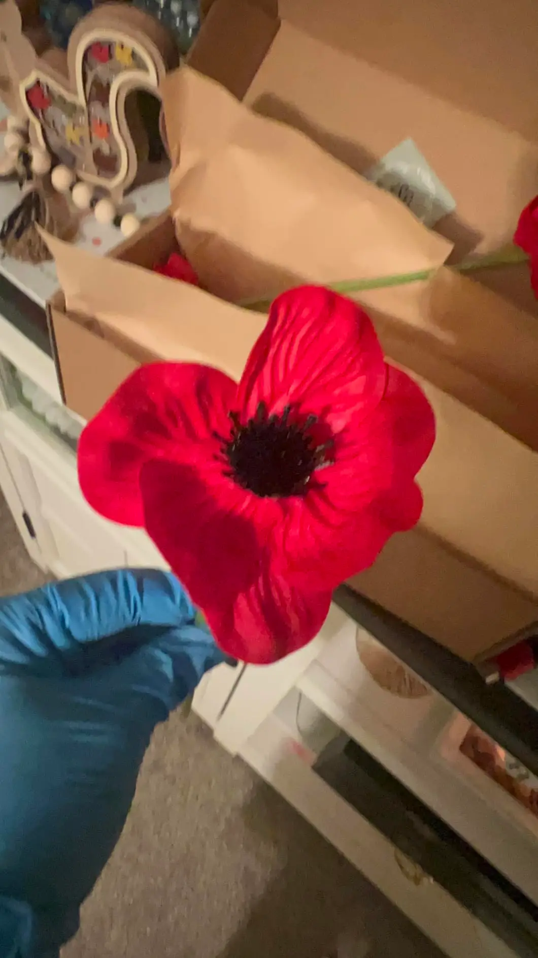 A single large red anemone poppy held up beside the box