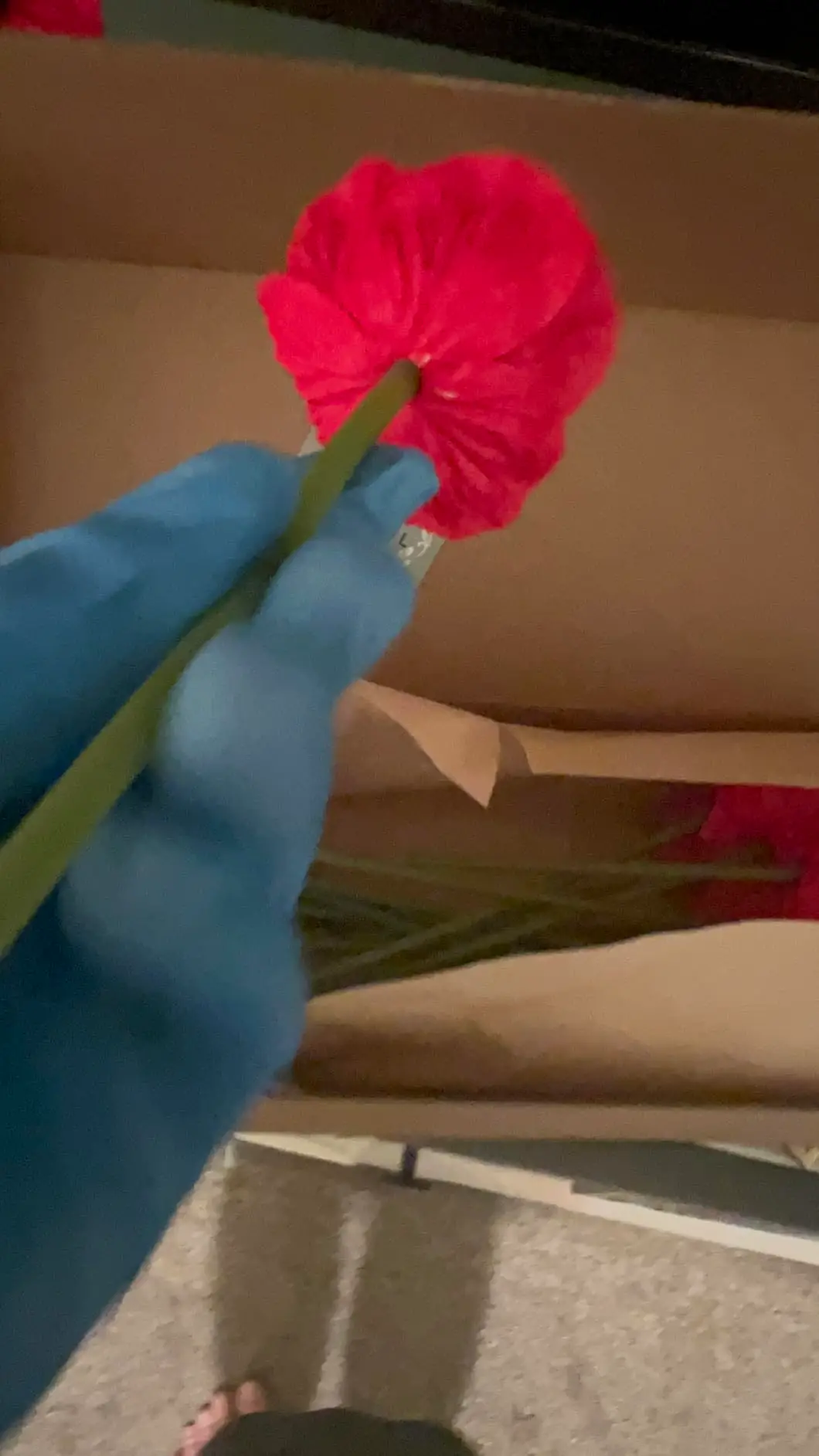 Reshaping a red anemone poppy bloom after unboxing