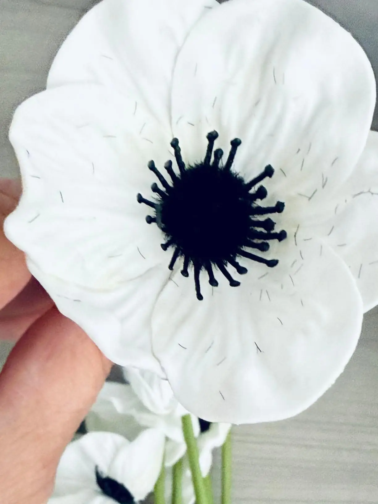 Close-up of a white anemone poppy with a dark centre