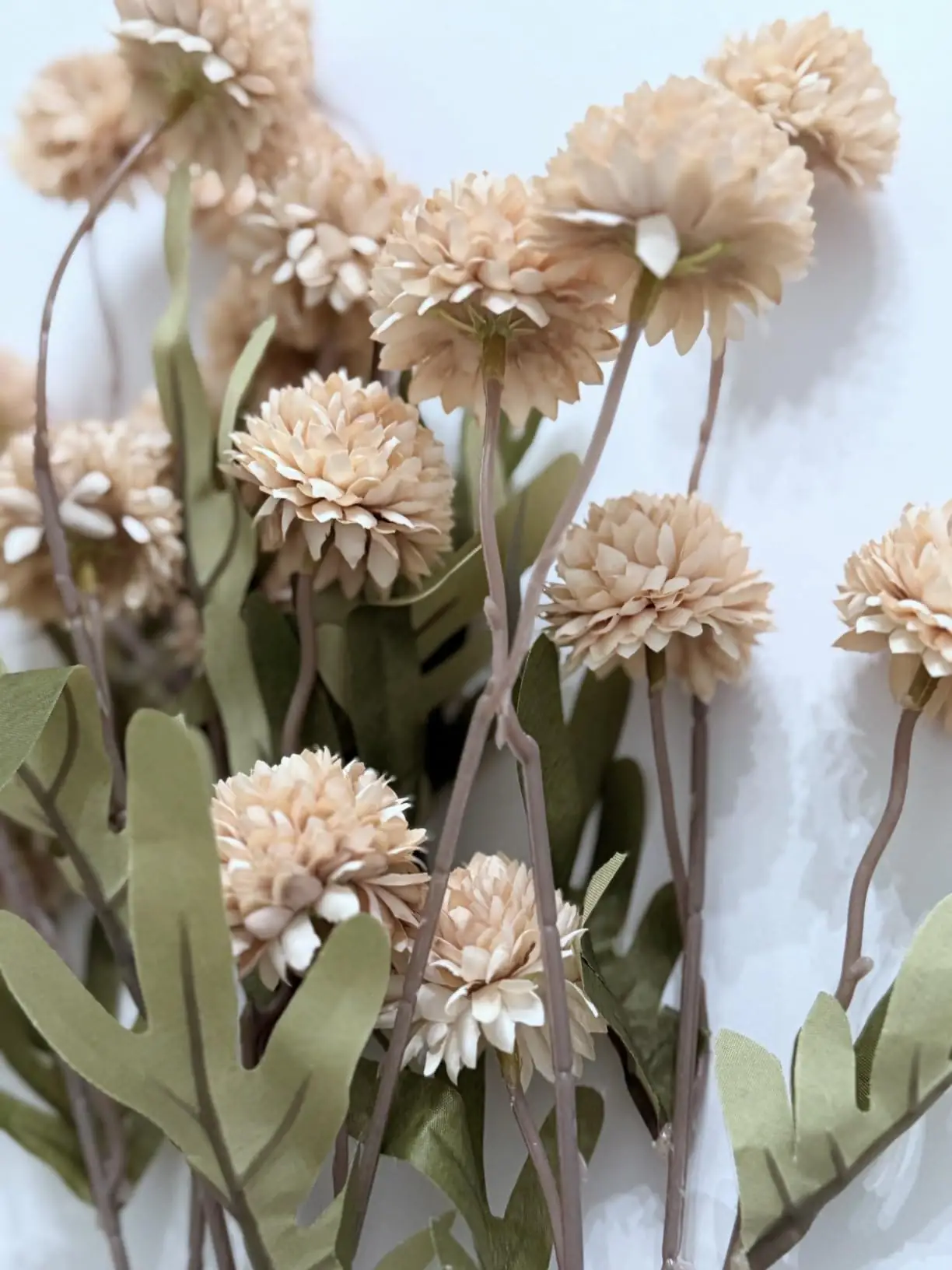 Close-up of beige pompon mum blooms on a white background