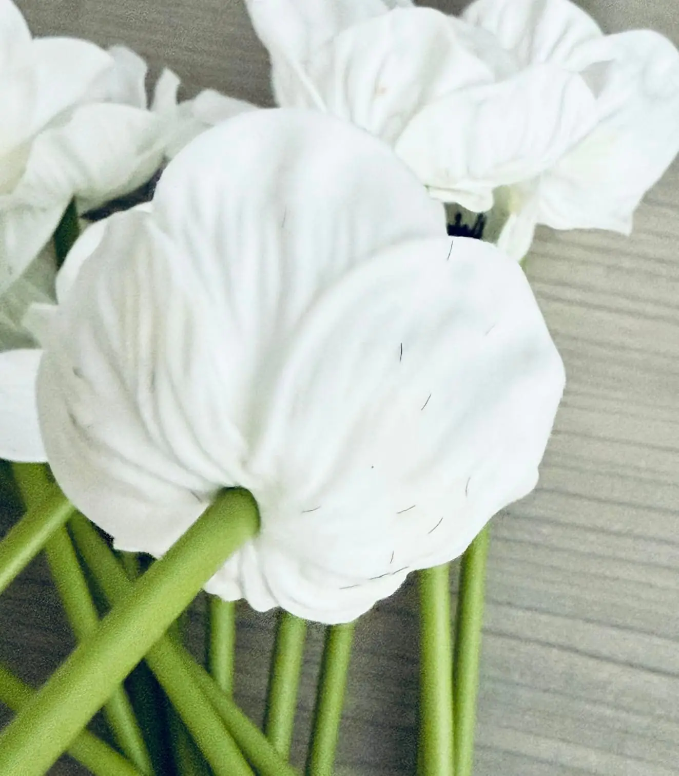 Hand holding a single white anemone poppy stem