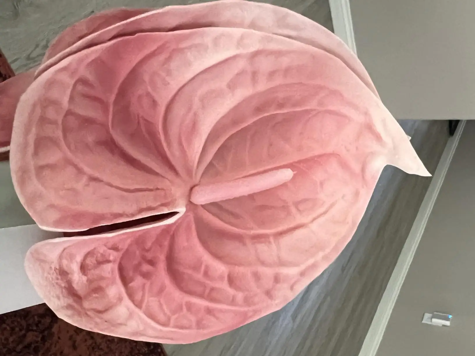 Close-up of a blush pink artificial anthurium bloom